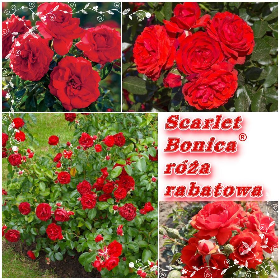 Scarlet Bonica róża rabatowa